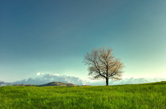 spring tree