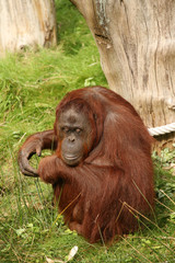 Orangutan ape