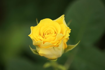Yellow rose
