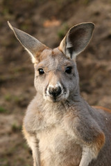 Naklejka na ściany i meble Cute kangaroo looking at you