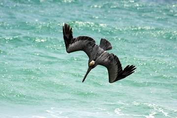 single pelican fishing