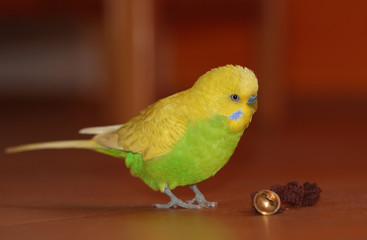 Wellensittich