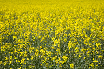 Yellow canola field