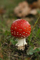 Autumn scene: toadstool