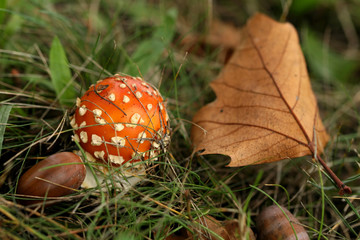 Toadstool and leaf