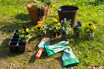 pflanzen, planting