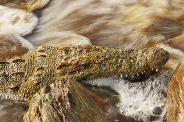 Crocodile in the water stream