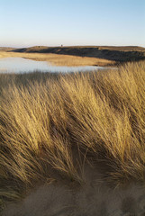 Massif dunaire Morbihan (56)