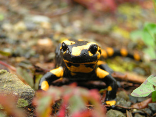 Feuersalamander