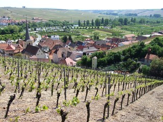 Fototapeta na wymiar Tour de Franconia Wine Village Escherndorf