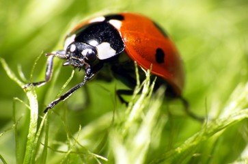 Ladybug