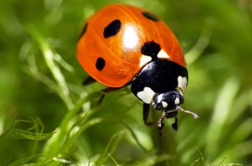 Fototapeta premium Ladybug