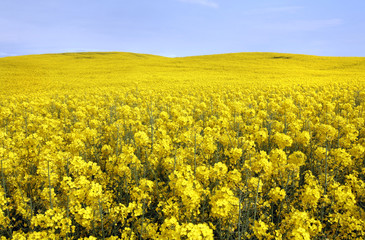 Obraz premium yellow field with oil seed rape