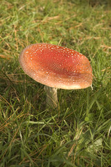 Amanita muscaria- magic mushroom