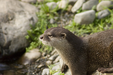 Malasian shortclawed Otter