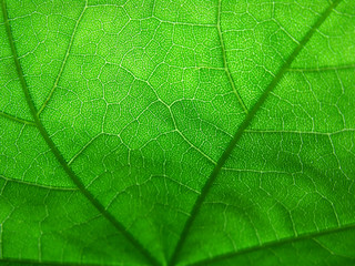 Naklejka na ściany i meble macr detail of maple leaf