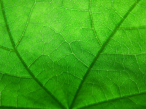 macr detail of maple leaf