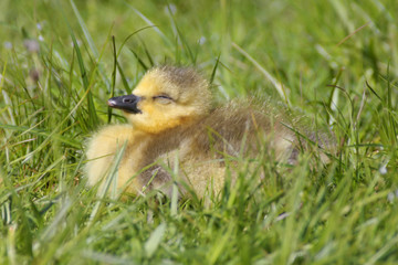 Cute Baby Canada Goose (Branta canadensis)