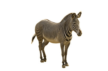 Fototapeta na wymiar Endangered Grevy's Zebra