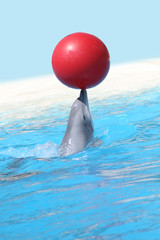 Delphin mit Ball