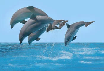 Abwaschbare Fototapete Delfin Delphinspringen