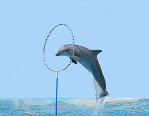 Delphin springt durch Reifen