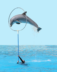 Delphin springt durch Reifen © grafikarin