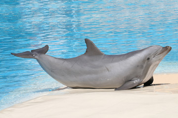 Delphin