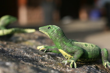 Plastikgekko