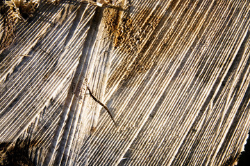 Wood Saw Texture