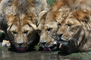 Thirsty Lions