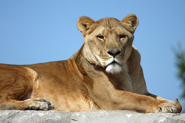 Obraz na płótnie Canvas Female Lion