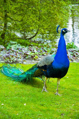 Fototapeta premium Peacock 
