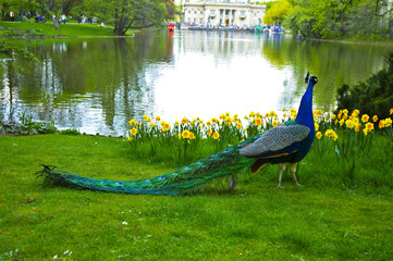 Peacock 