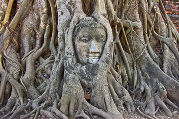 Stone Budda head in the tree roots