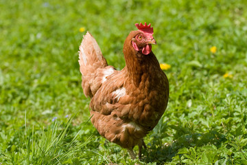 Brown hen