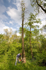 Fototapeta premium Young man cutting tree