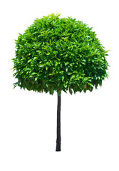 Isolated tree