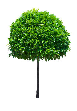 Fototapeta Isolated tree