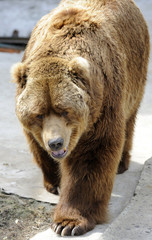 Fototapeta premium Bear