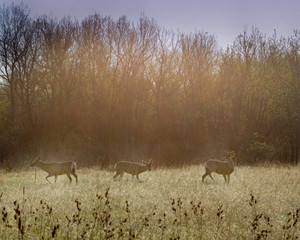 deers