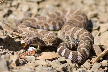 Western Diamondback