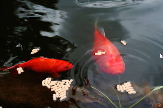 Goldfische