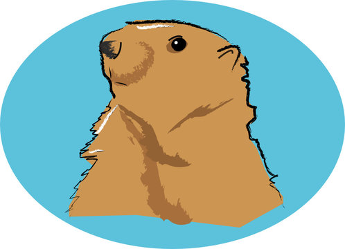 Marmotte