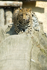 leopard