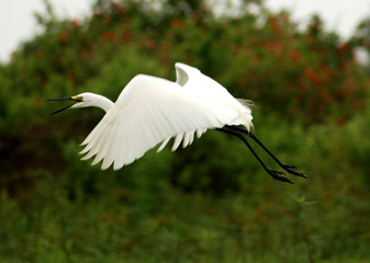 White heron