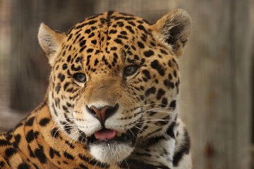Exotic Wildcat