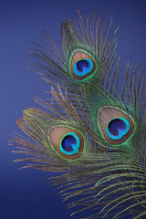 Obraz premium Feather