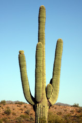 Cactus