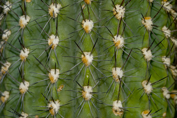 Kaktus
